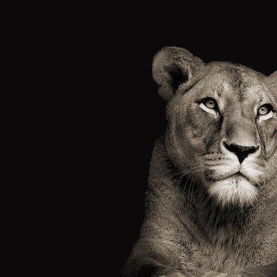 Osnove regresoterapije (ljeto 2024.)