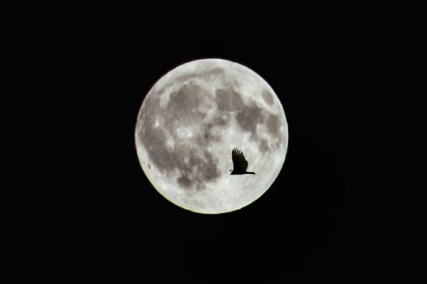 shayon-s-HE8RIPrNqGs-unsplash